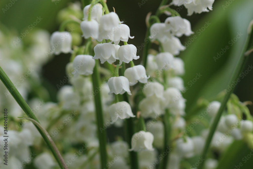 muguet muguet