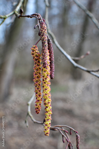 On the branch of black alder (Alnus glutinosa) hang inflorescences of earrings.