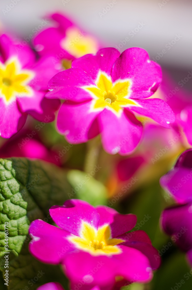 Small fragile primrose flowers bloom Small fragile primrose flowers bloom