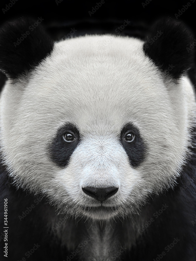 Obraz premium Portrait of a giant panda bear isolated on black background