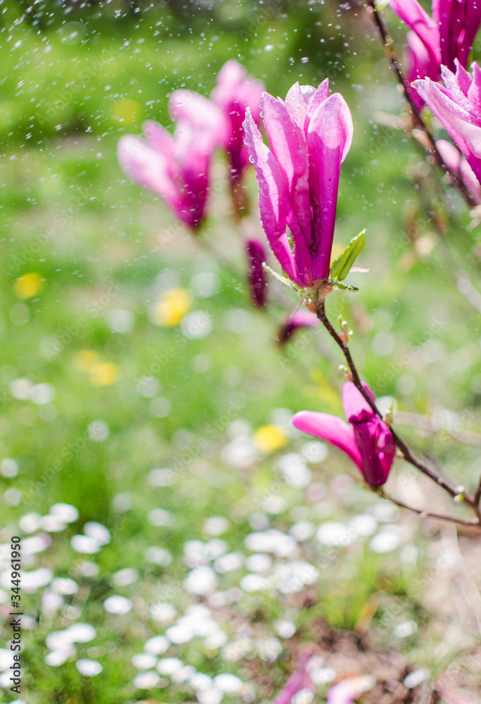 Fototapeta premium Adorable large magnolia flowers bloom