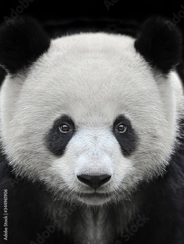 Portrait of a giant panda bear isolated on black background