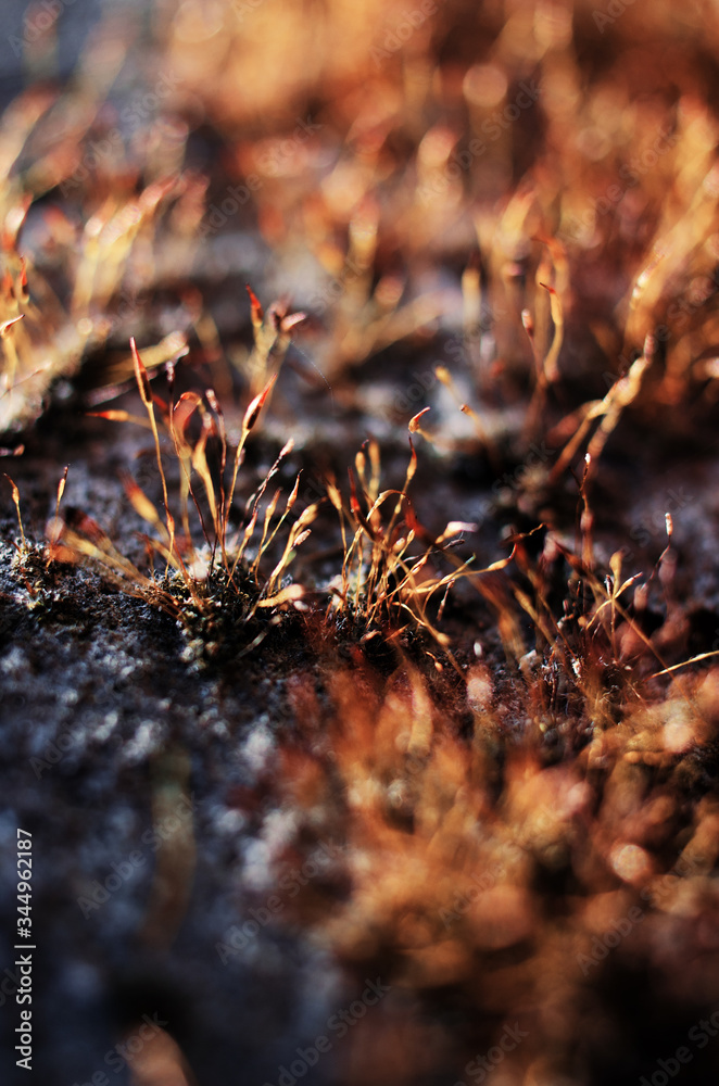 Very close to moss growing outdoors you can paint Very close to moss growing outdoors you can paint