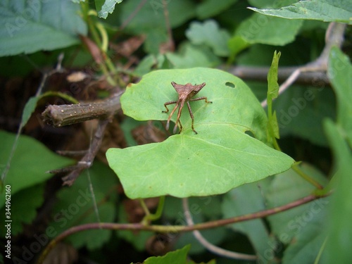 a bug is climbing on a leaf