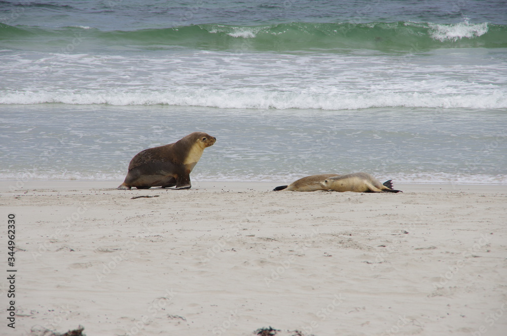 Fototapeta premium seal