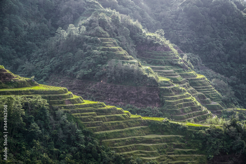 green rice terraces in the philippines Stock Photo | Adobe Stock
