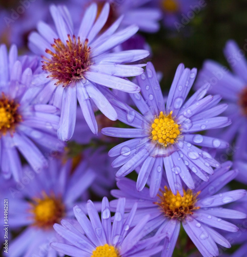 Blue aster flowers.