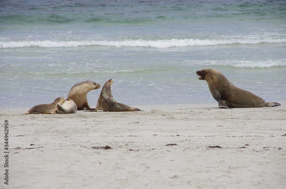 Fototapeta premium seal