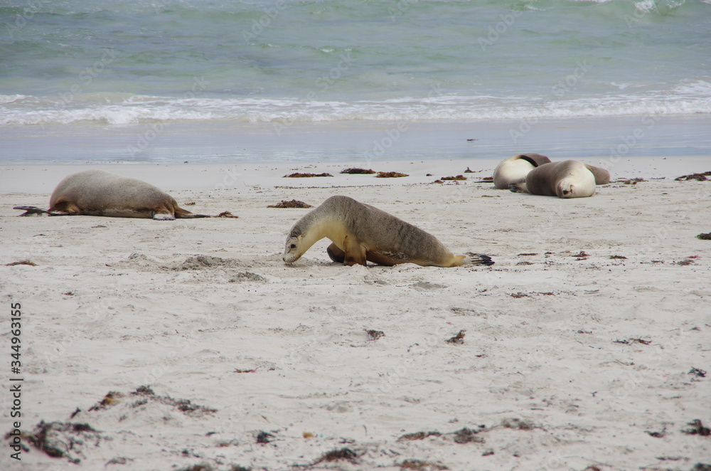 Fototapeta premium seal