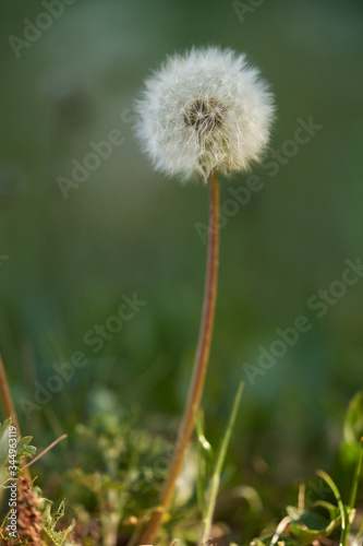 Wild plant Taraxacum officinale in the meadow. Known as Common dandelion. Ripe dandelion flower  green background.