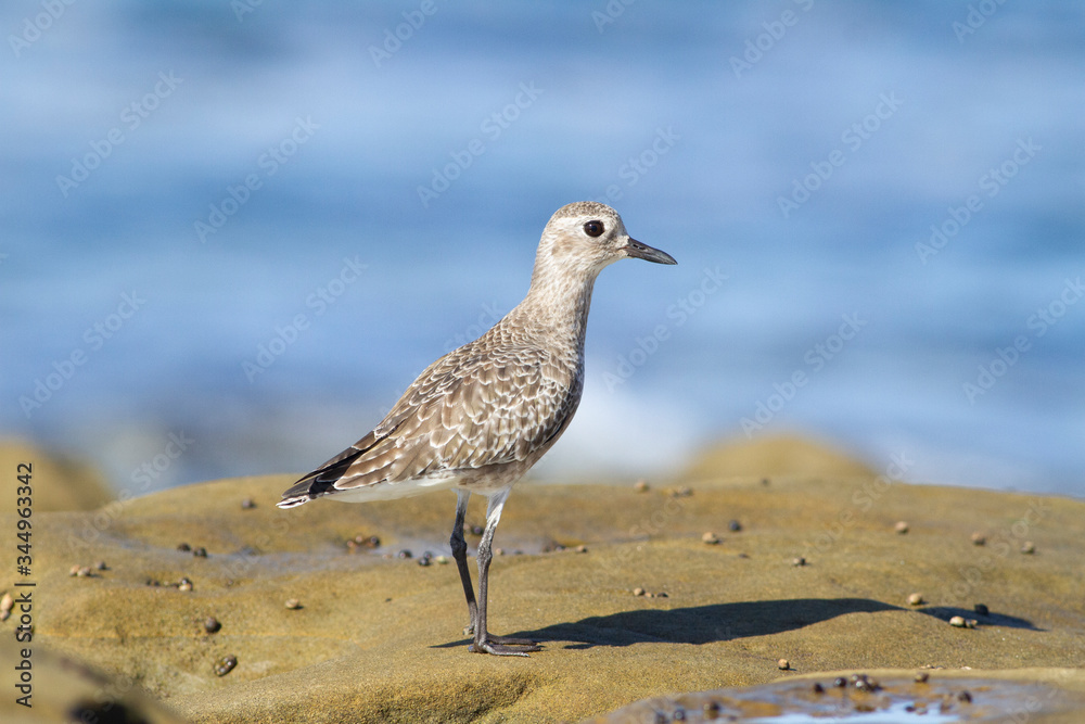 Black-bellied Plover Black-bellied Plover