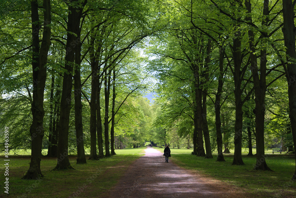 weg im park karlsaue in kassel