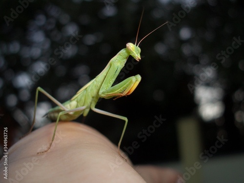 a mantis is climbing on the hand