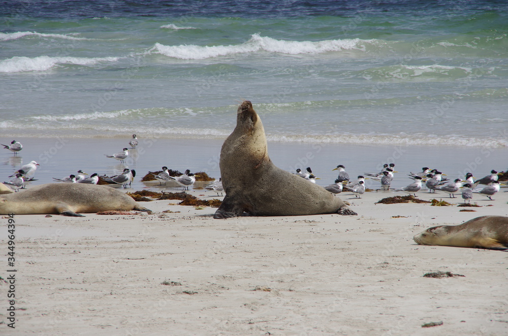 Fototapeta premium seal