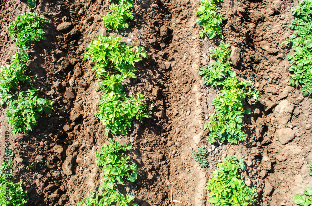 Rows of potato bushes plantation on farm field. Agriculture, growing food vegetables. Cultivation and care, harvesting in late spring. Agroindustry and agribusiness. Order and rules of landing spacing Rows of potato bushes plantation on farm field. Agriculture, growing food vegetables. Cultivation and care, harvesting in late spring. Agroindustry and agribusiness. Order and rules of landing spacing