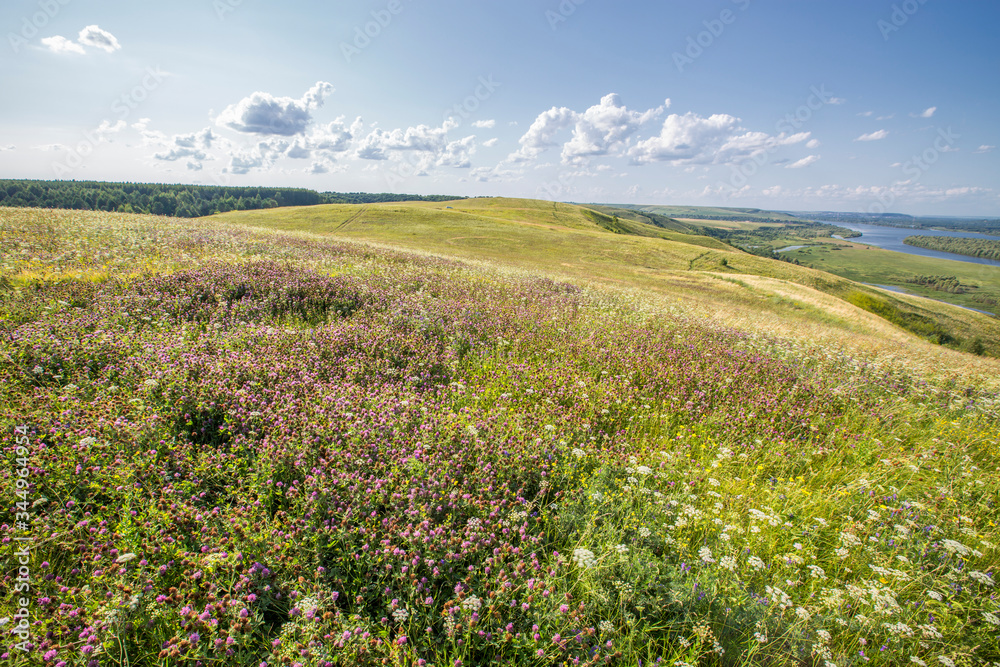 hilltop with flowering forbs on a sunny day
