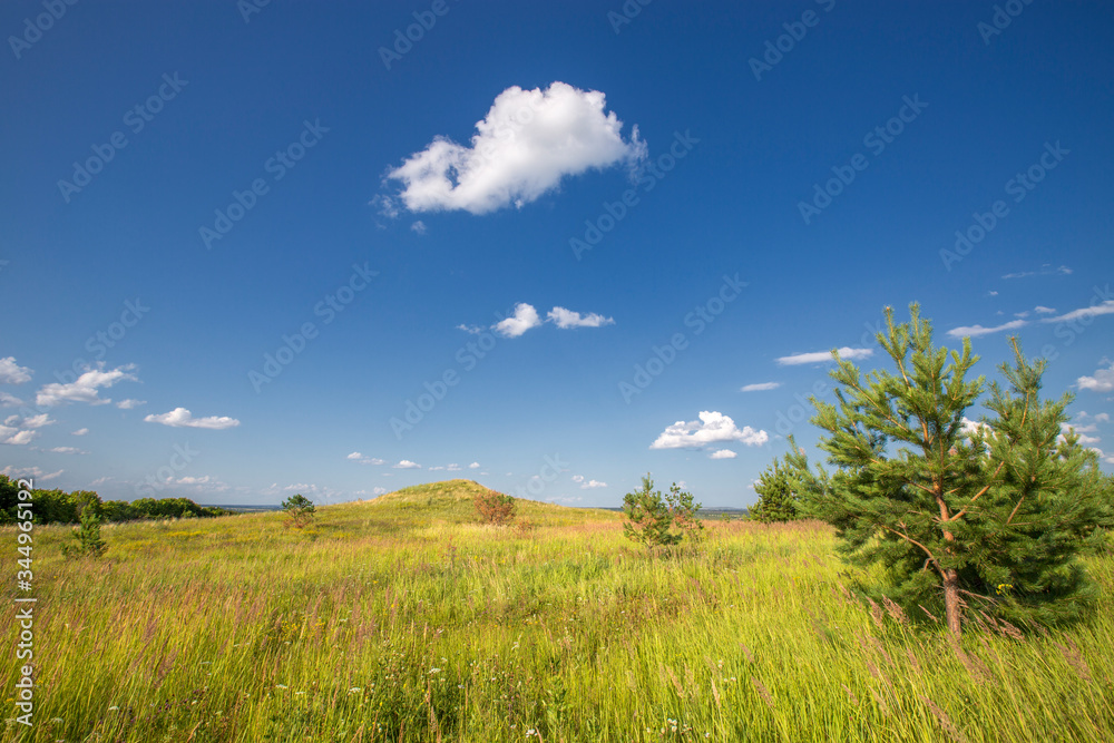 Fototapeta premium rare young trees in a valley between hills covered with grass