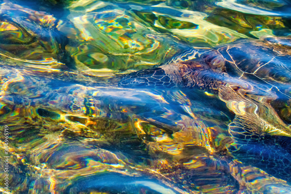 Abstract green sea turtle swimming just below the surface of the ocean.