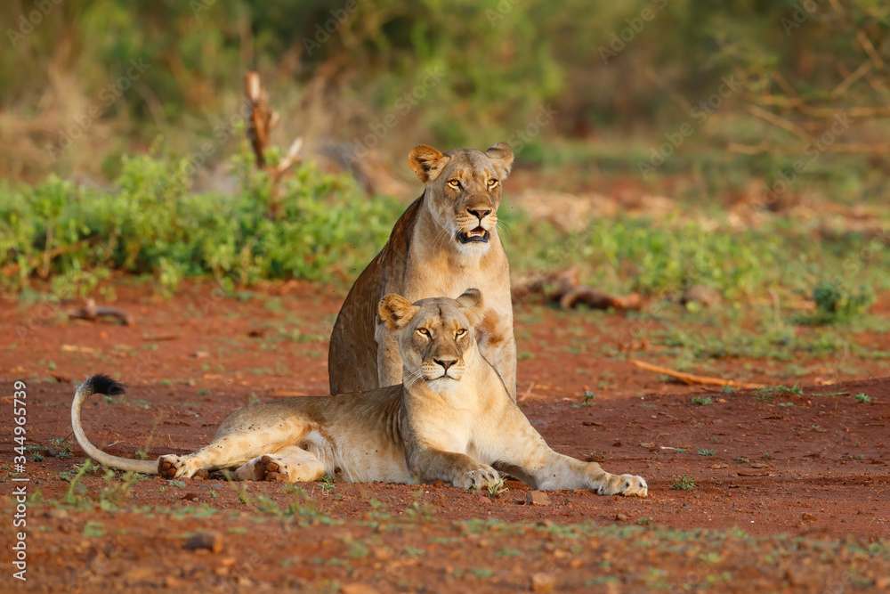 two lionesses look across the plain together in a game reserve in south africa