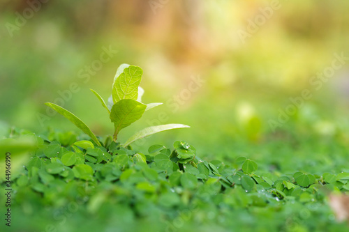 Beautiful Fresh green leaf background