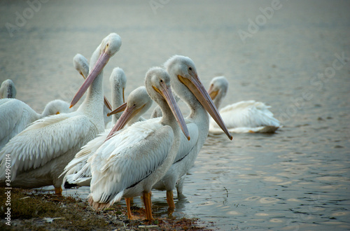 Migrating white pelicans at University Lake, Baton Rouge, Louisiana, USA