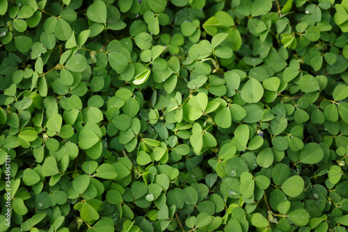 Beautiful Fresh green leaf background
