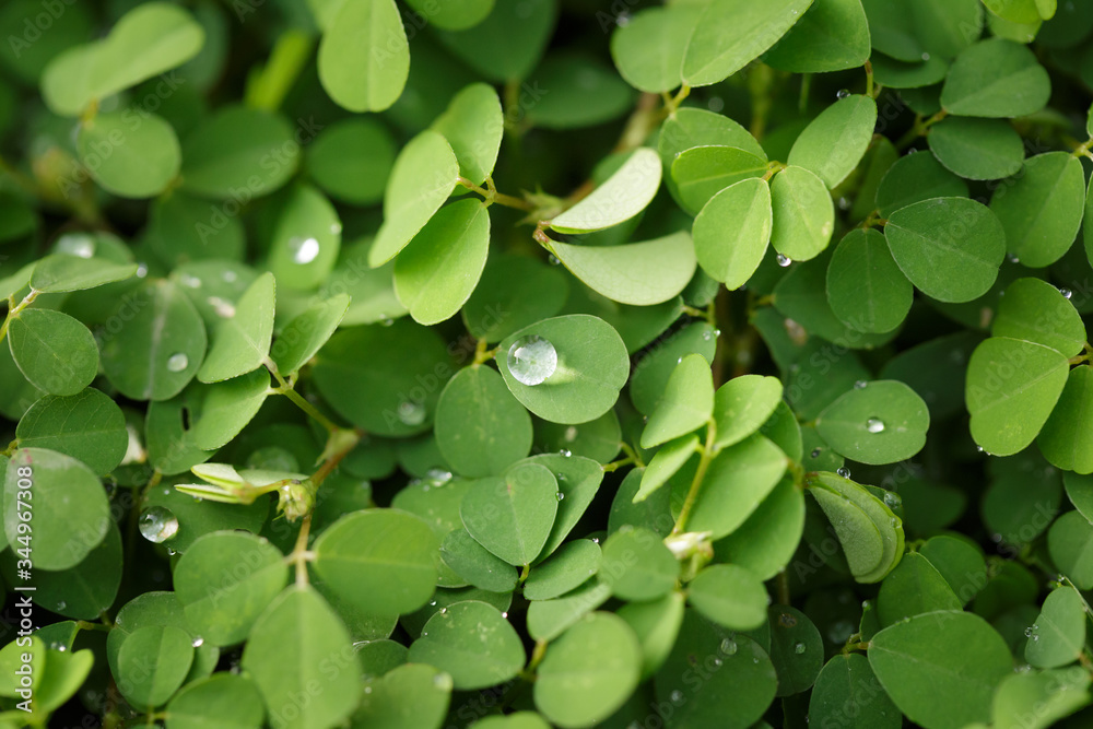Obraz premium Beautiful Fresh green leaf background