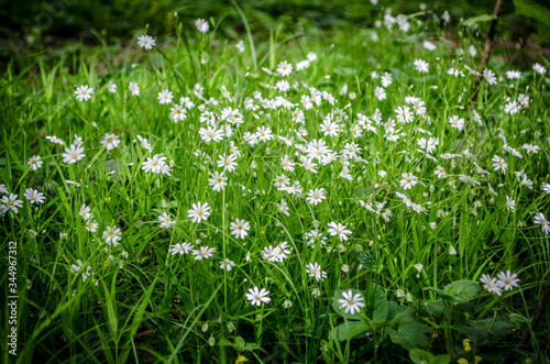 Forest daisies