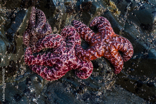 Purple ochre sea stars