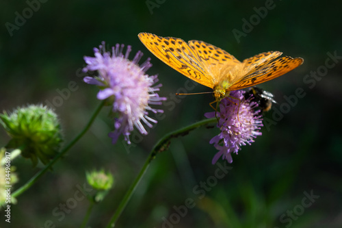 Foto A yellow butterfly in black spots and stripes sits on a flower in the garden
