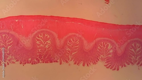 Microscope Dog Small Intestine A Section x500 photo