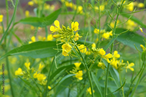 Mustard sprouts grown for organic green fertilizer photo