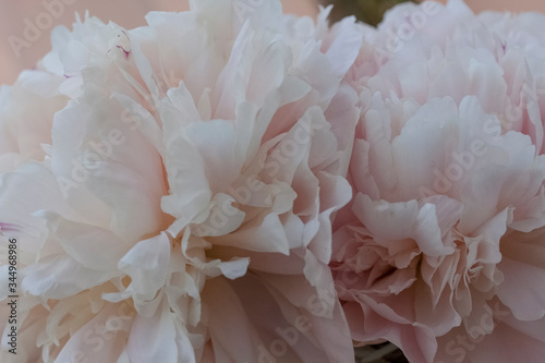 peony