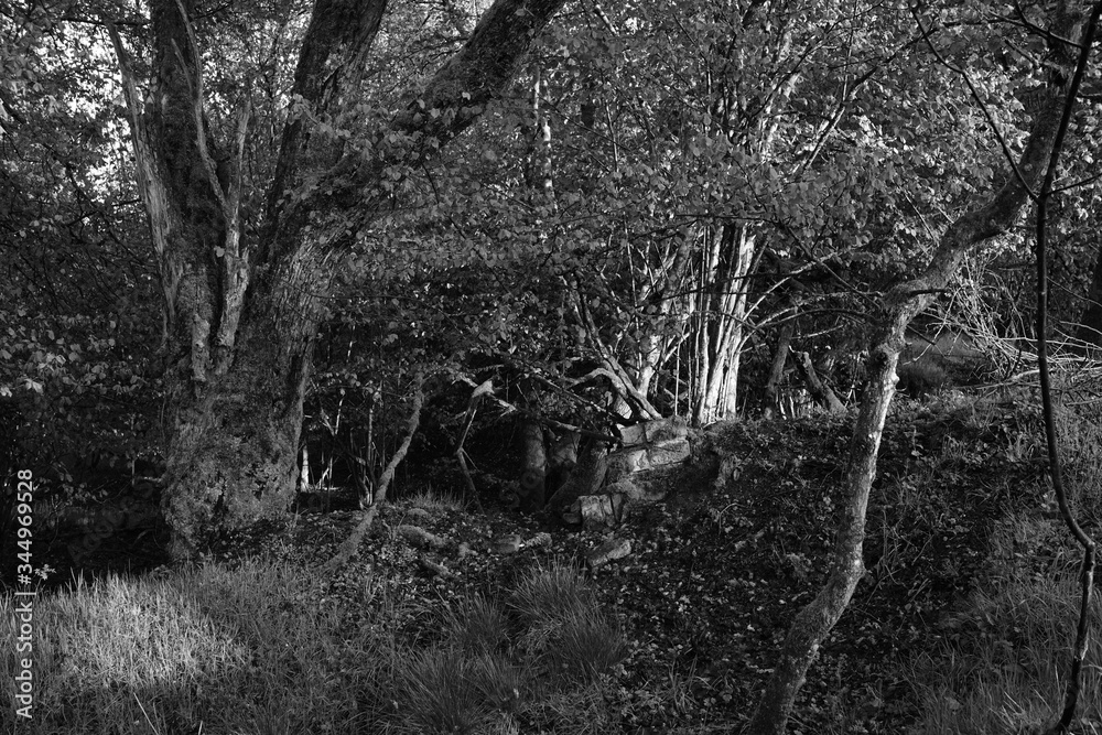 Obraz premium Natur Wald und Umwelt in schwarz und weiß