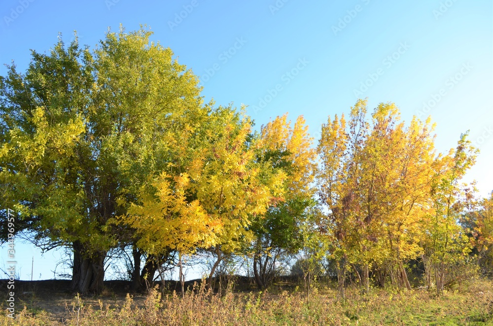 Autumn trees with yellow and green foliage on a background against a blue sky