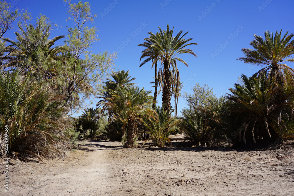 Palmeira of Skoura, called also oasi of 1000 palm trees, an oasi near Ourzazate, Morocco. Palmeira of Skoura, called also oasi of 1000 palm trees, an oasi near Ourzazate, Morocco.
