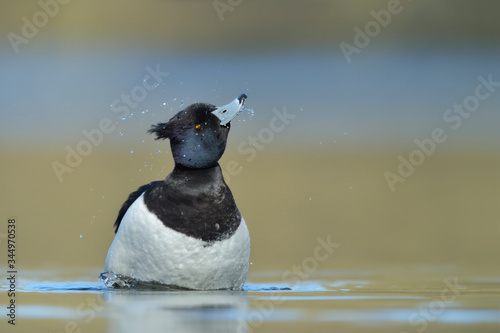 Canvas Print Reiherente Aythya fuligula