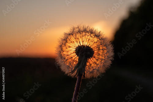 Pusteblume Reifer L  wenzahn atmosph  risch Plakat Postkarte grafisch Sonnenuntergang Abendsonne Samen