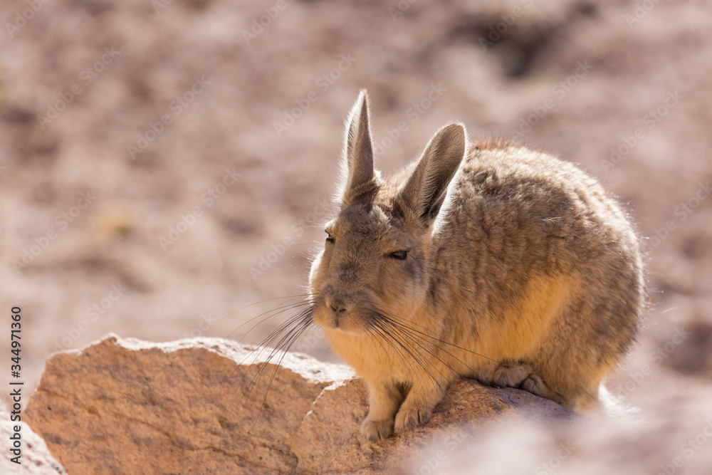 Fototapeta premium Viscacha in Altiplano of Chile