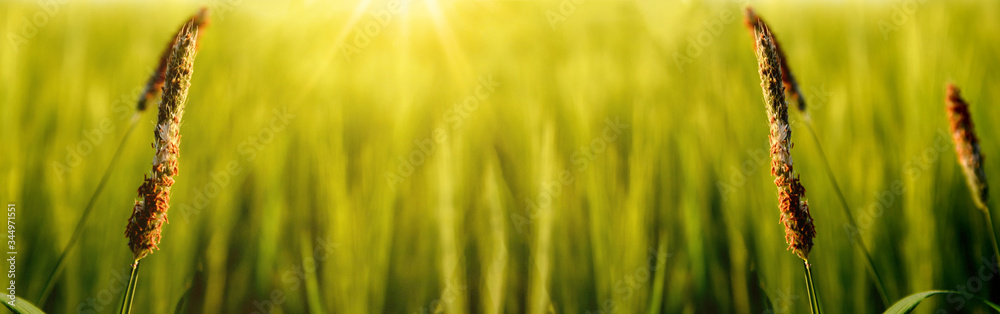 Beautiful panorama background of grasses on a field in the Black Forest illuminated by the morning sun
