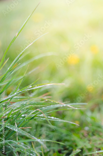 Raindrops on juicy lush green plant in summer meadow in spring summer outdoors close-up macro  freshness of nature  morning light background with copy space