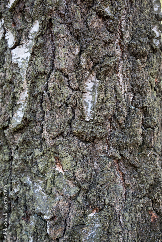 Fototapeta premium tree bark of silver birch - texture, background