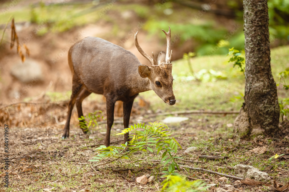 Little deer is in the woods, wildlife Little deer is in the woods, wildlife