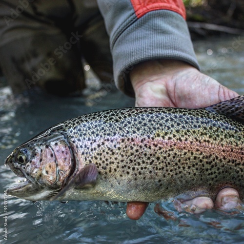Fototapeta Naklejka Na Ścianę i Meble -  River rainbow trout