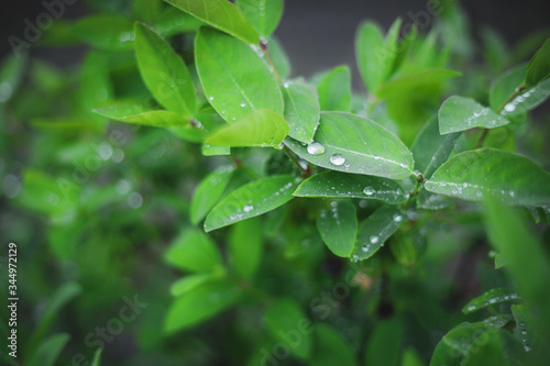 Raindrops on juicy lush green plant in summer meadow in spring summer outdoors close-up macro, freshness of nature, morning light background with copy space