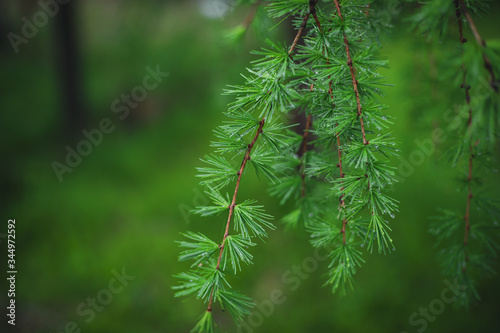 Rain drops on larch branch