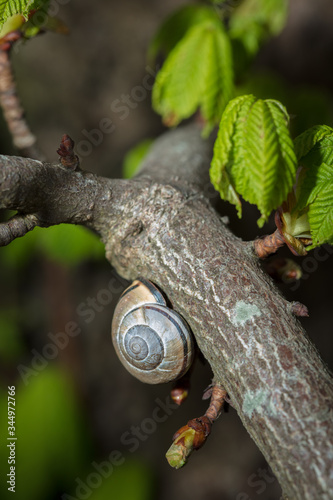 snails © guy