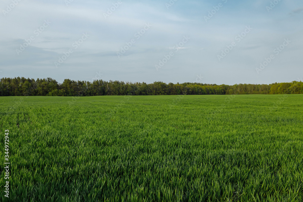 field, trees and blue sky. green field on a sunny clear day