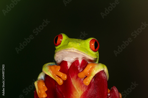 Red-eyed Green Tree Frog on Tropical Plant	
