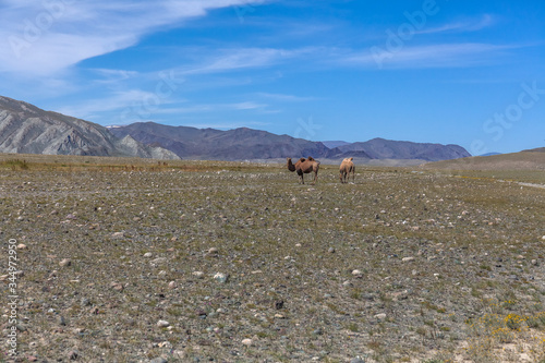 Two camels in steppe with mountains in the background. Altai, Mongolia © Tatiana